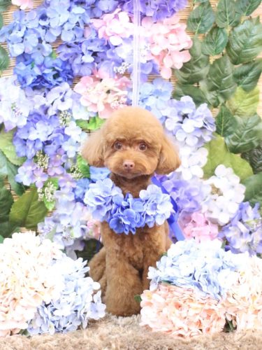 20250607くるるくん